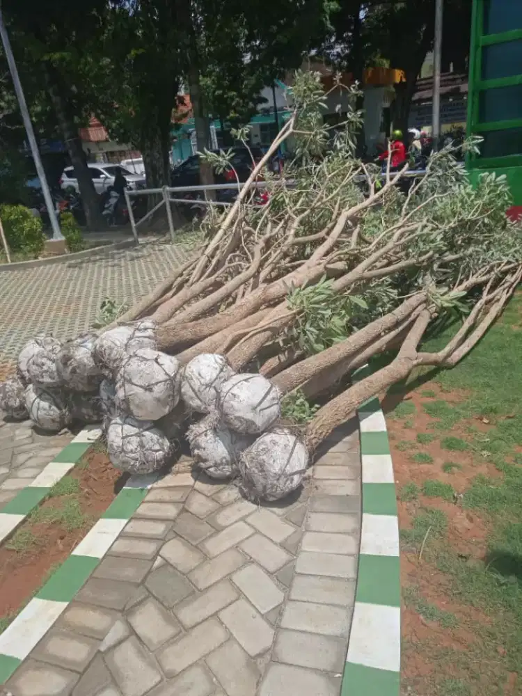Petani penghijauan pohon tabipuya, pohon rosea, pohon pule