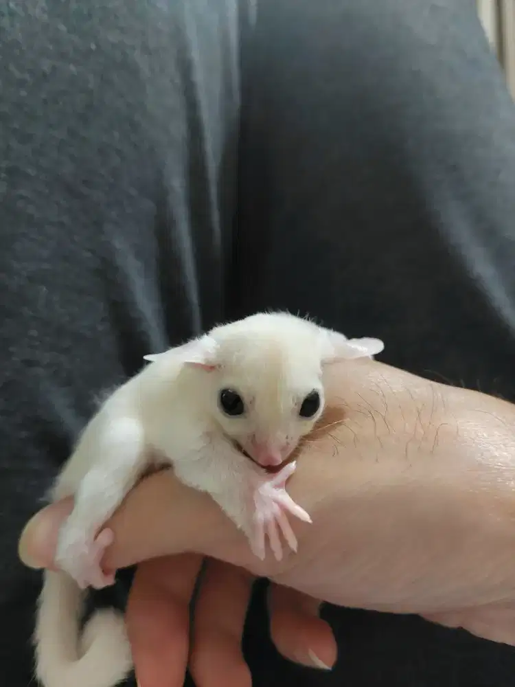 JOEY LEU SUGAR GLIDER LEUCISTIC JINAK