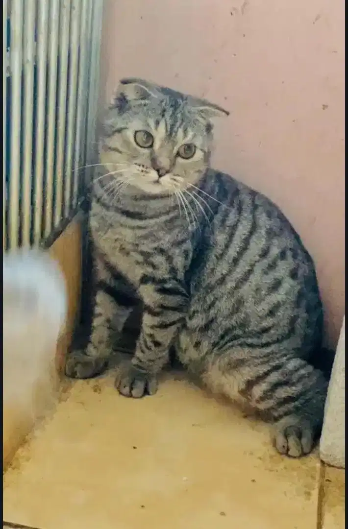 Bsh scottish fold jantan mu