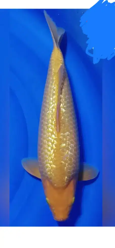 koi karashi gold ginrin 48cm