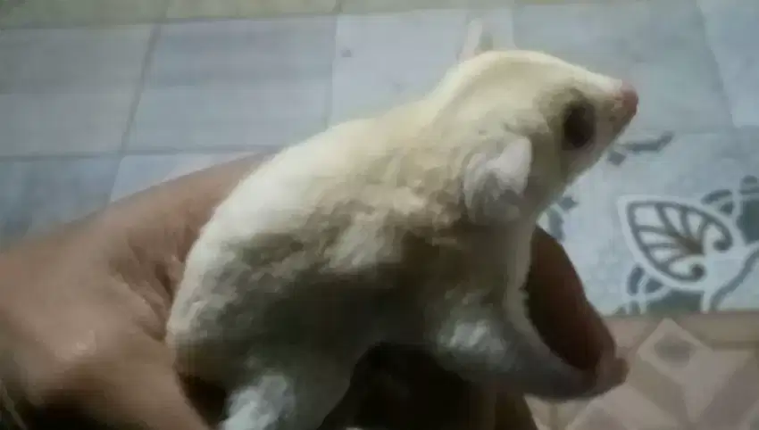 Sugar glider anakan creamino