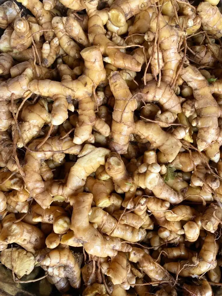 Dicari Pemborong Kunyit Putih Skala Besar