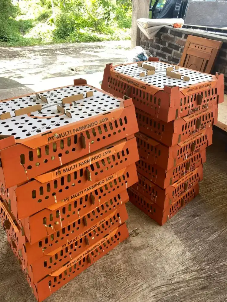 Bibit Bebek Pedaging Super JAPFA