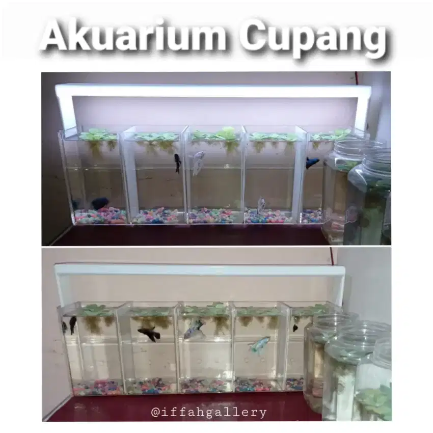 Akuarium Cupang Lima Ruang Siap Pakai