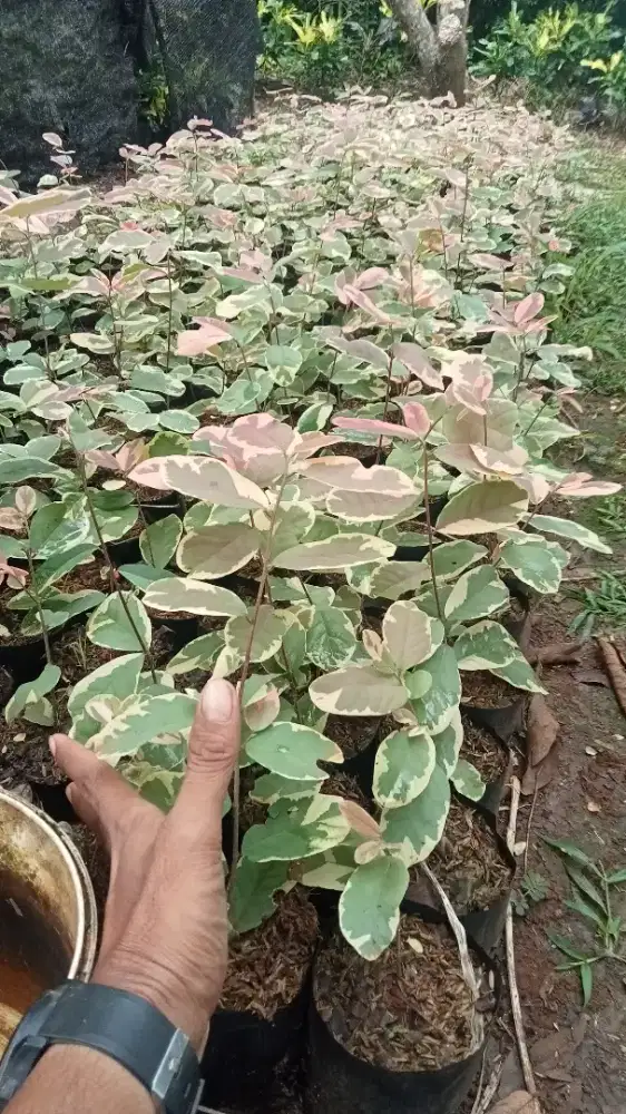 Pohon retiping trikaler