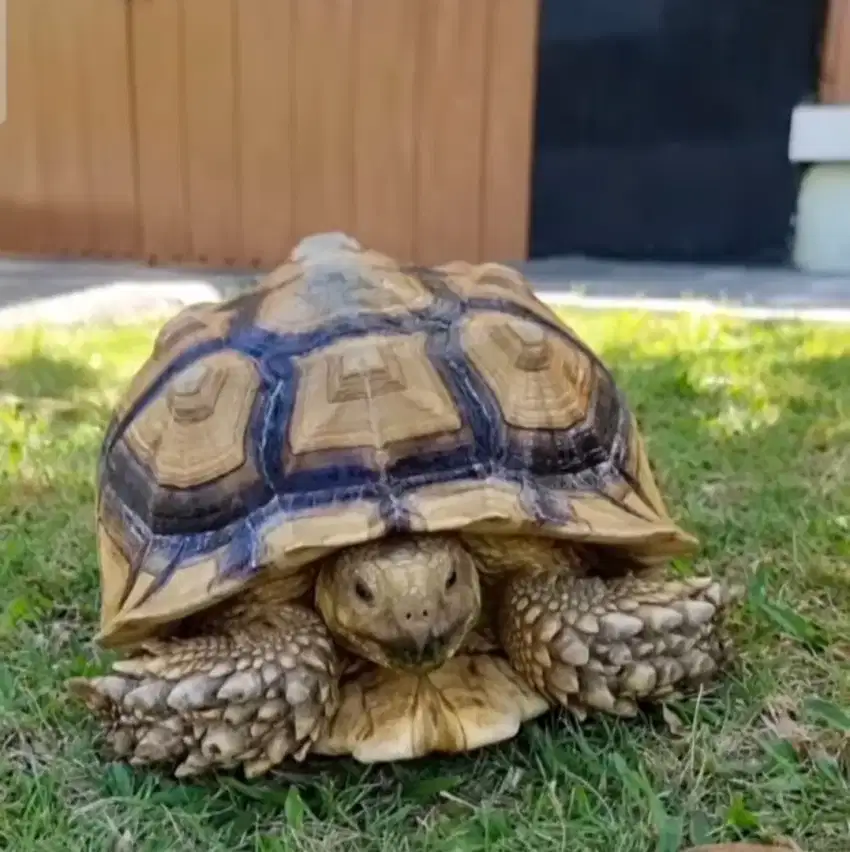 Kura Kura Darat Sulcata Tortoise 42 cm Jantan 42cm Male Sehat