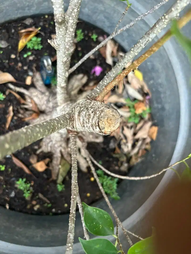 Bonsai kimeng / pohon beringin