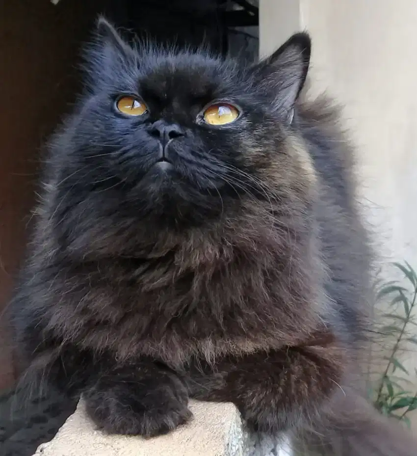 Blacksmoke Persian flatnose