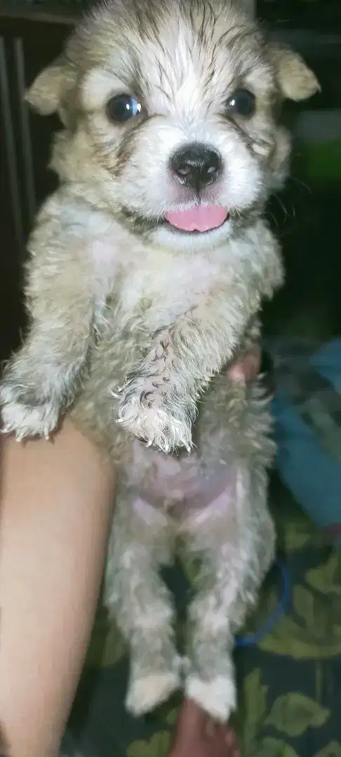 Anak anjing mix Maltese jantan