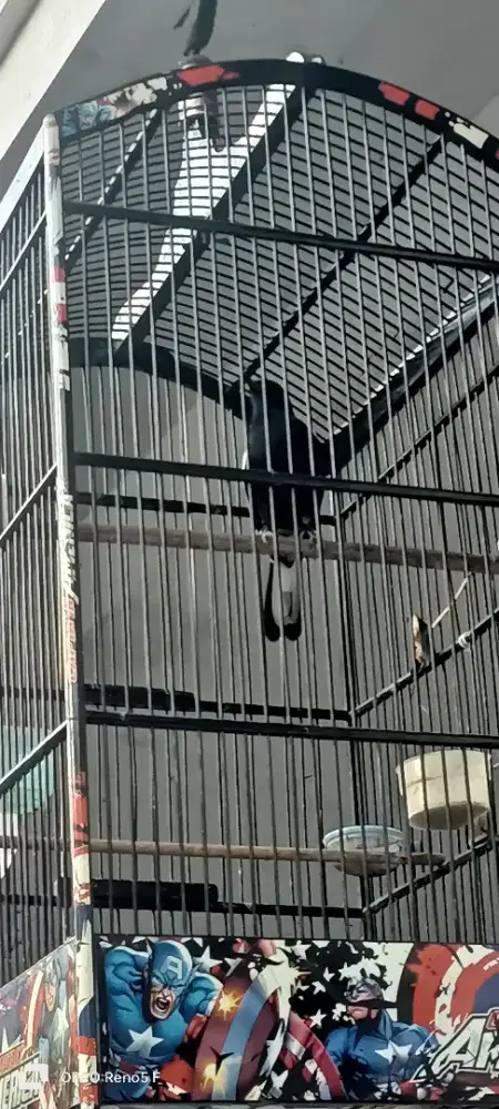 Dijual Kacer lokal Jawa Timur burung nggacor