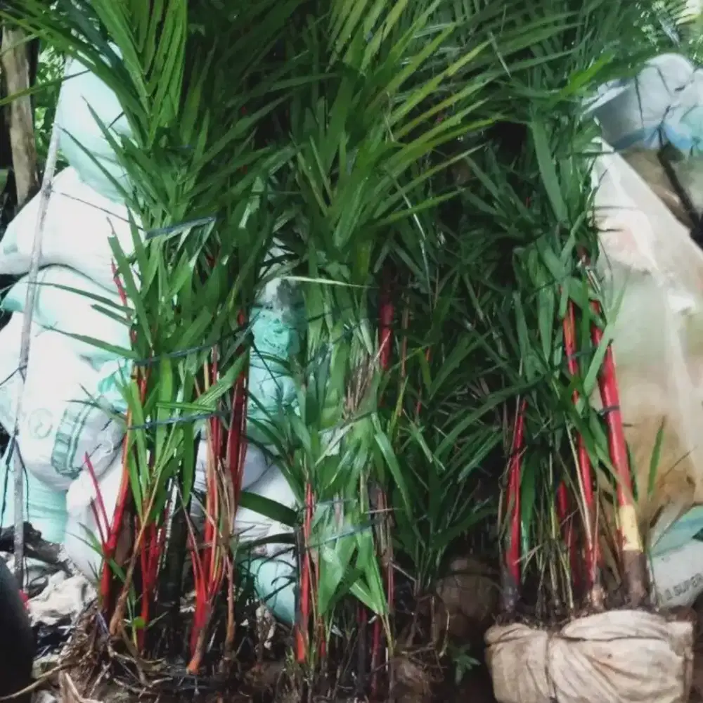 Pohon palm merah