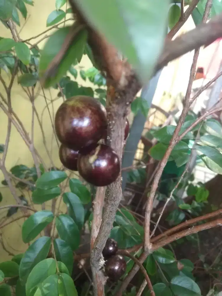 pohon buahTabulampot Anggur Brazil