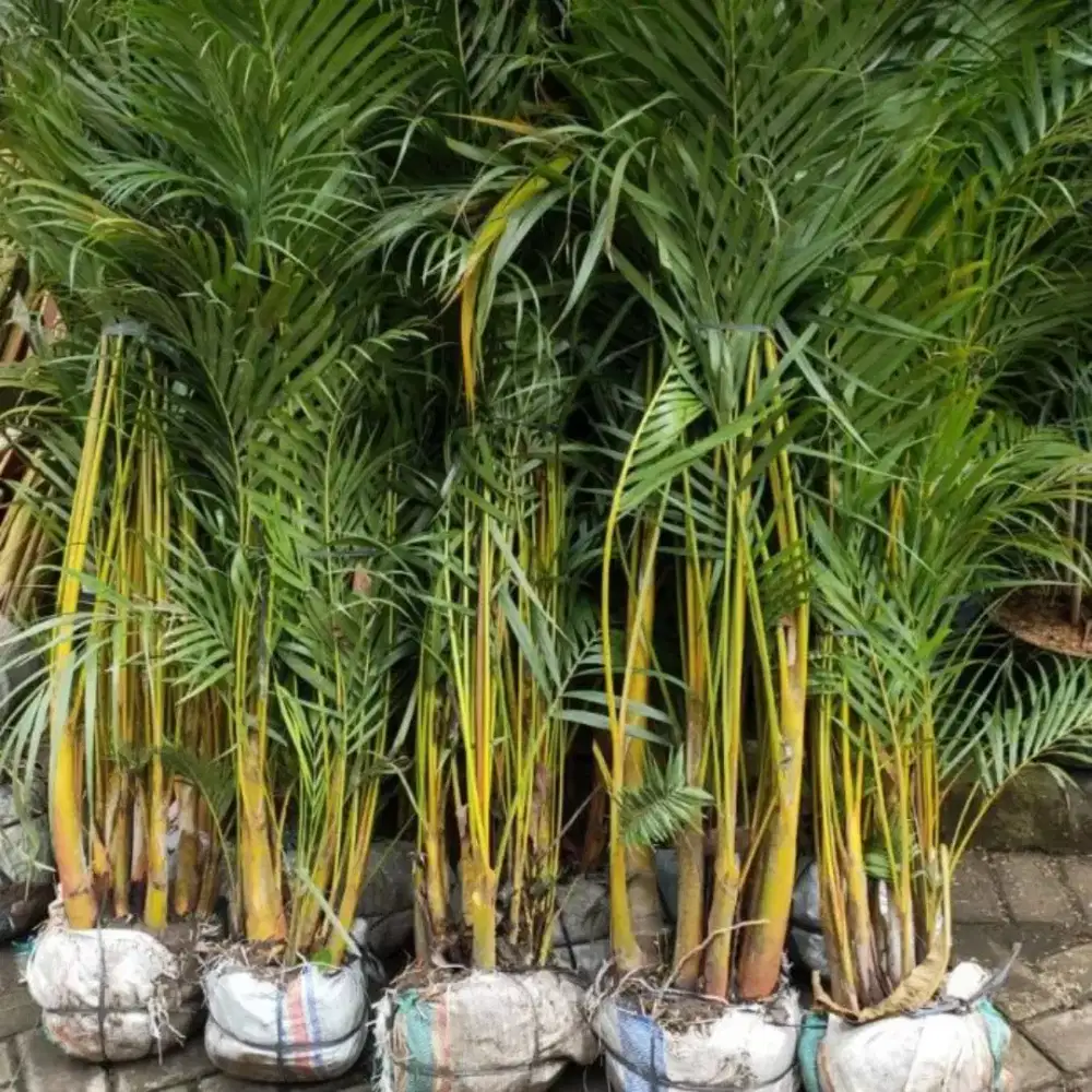 Pohon palm kuning