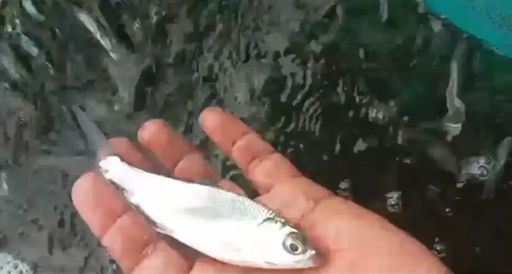 Bibit ikan bandeng