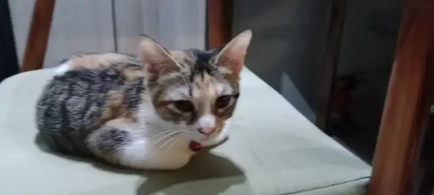 Kucing mixdom betina calico 8 bulan free