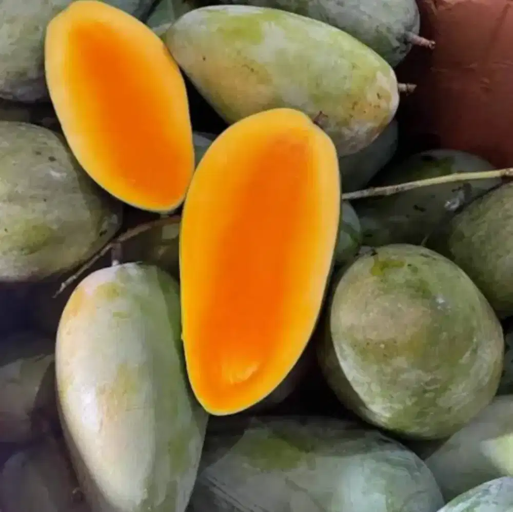 Jual bibit mangga 2 meter kiojay madu bandar Lampung