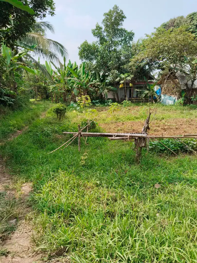 Sawah 1hektar di bogor  500jt