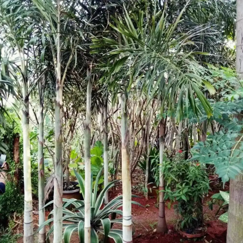 Pohon palm putri