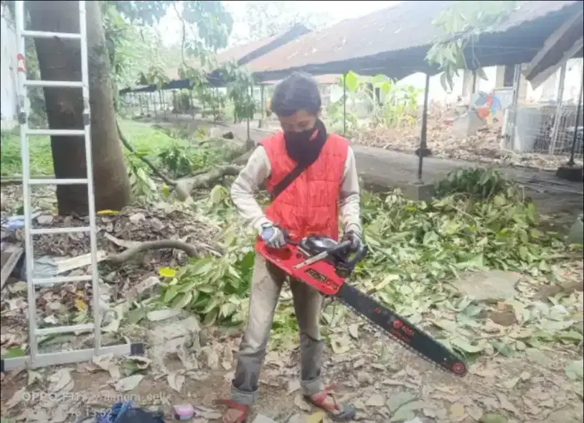 Jasa tebang pohon dan potong rumput termurah di bandung