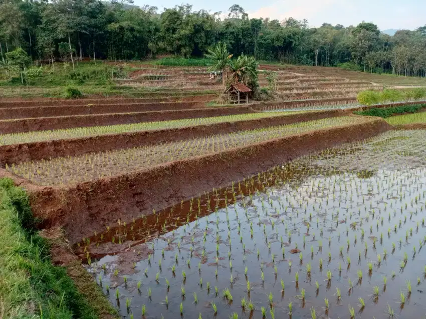 Sawah 2. Untuk investasi