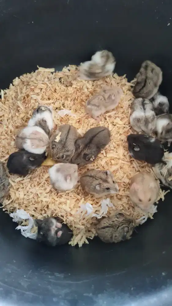 Hamster capmbell lucu