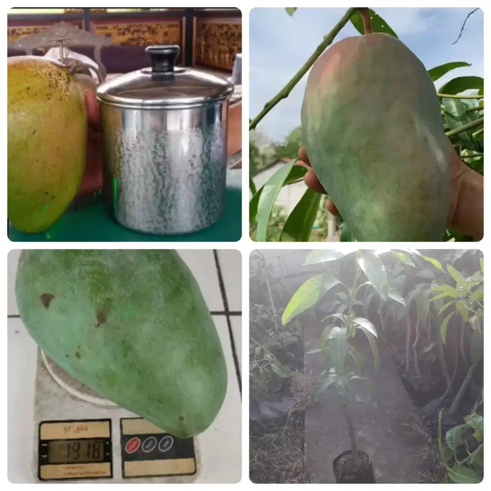 Bibit mangga jumbo coconut pakistan