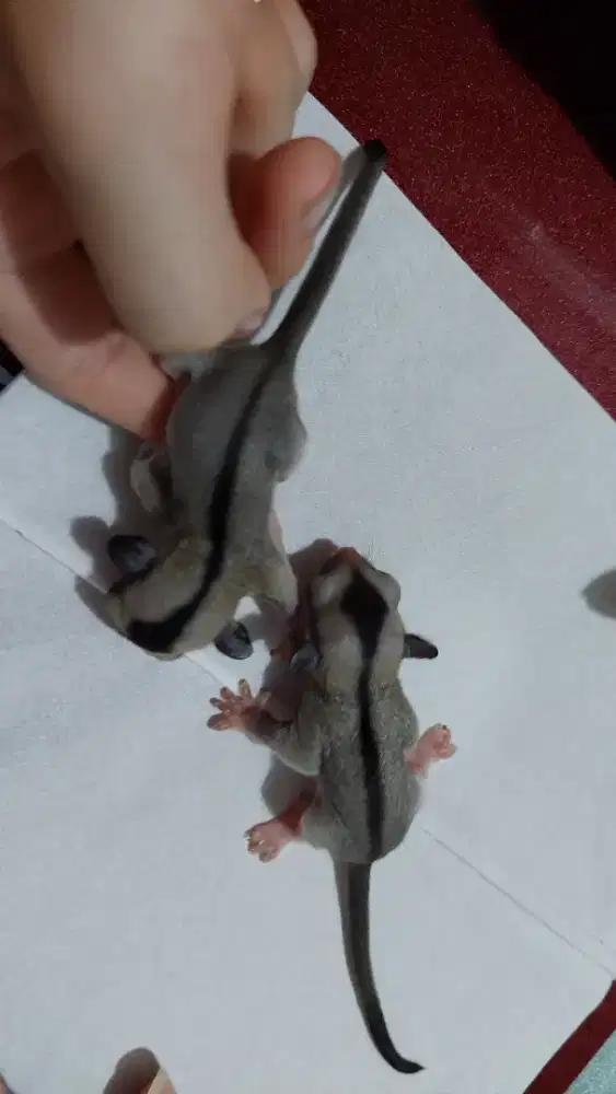 Sugar Glider Grey Jantan 1 bulan