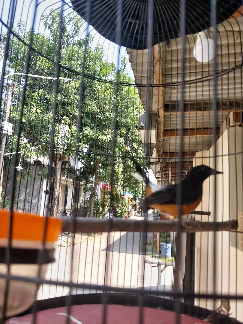 Jual Burung Murai Batu Medan