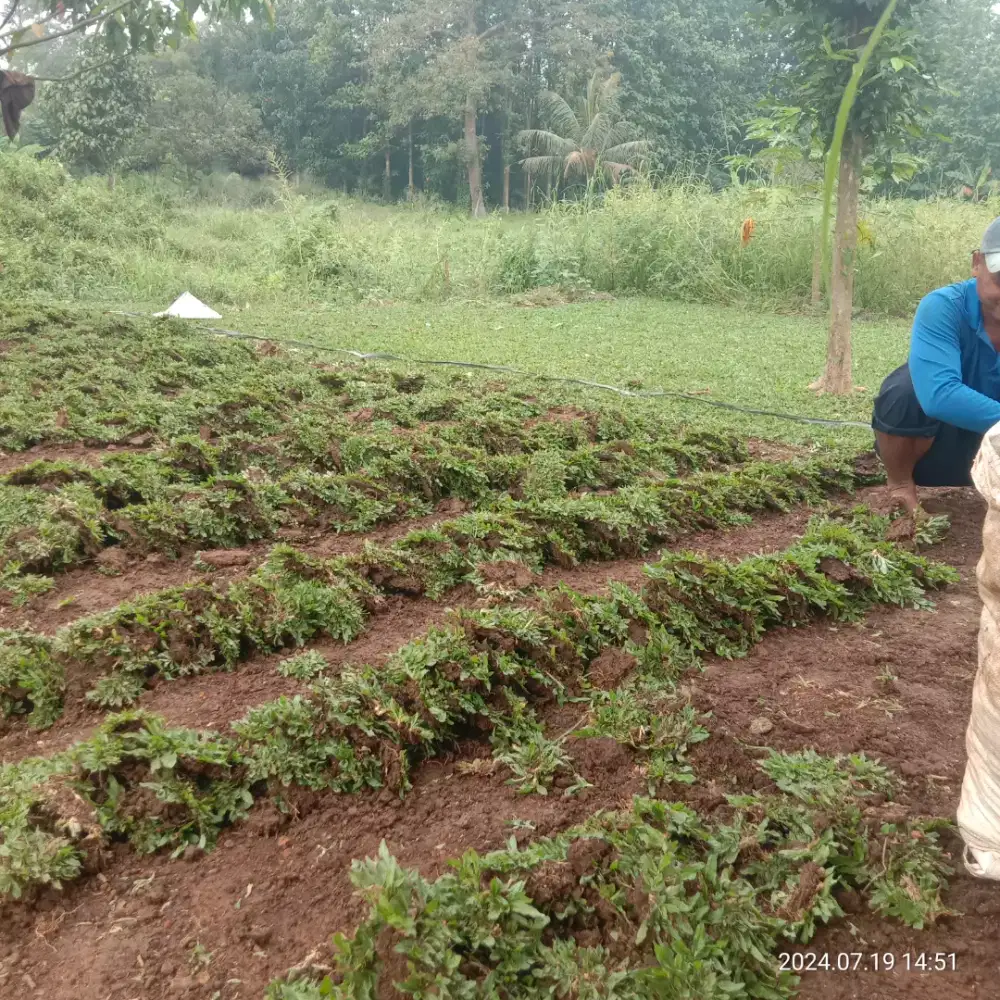 Tukanf taman rumput hias