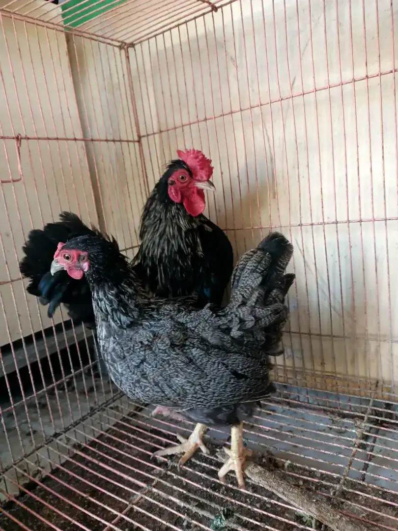 ayam kate asli sepasang