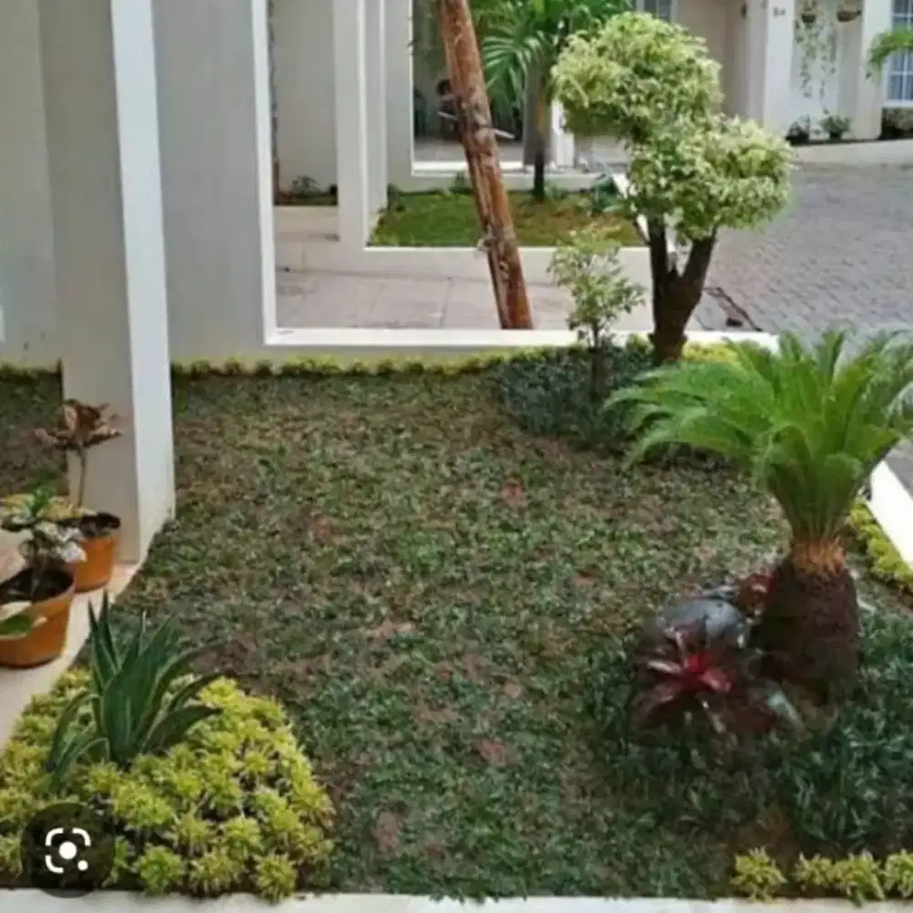 Jual rumput gajah mini plus tanam dan renovasi taman