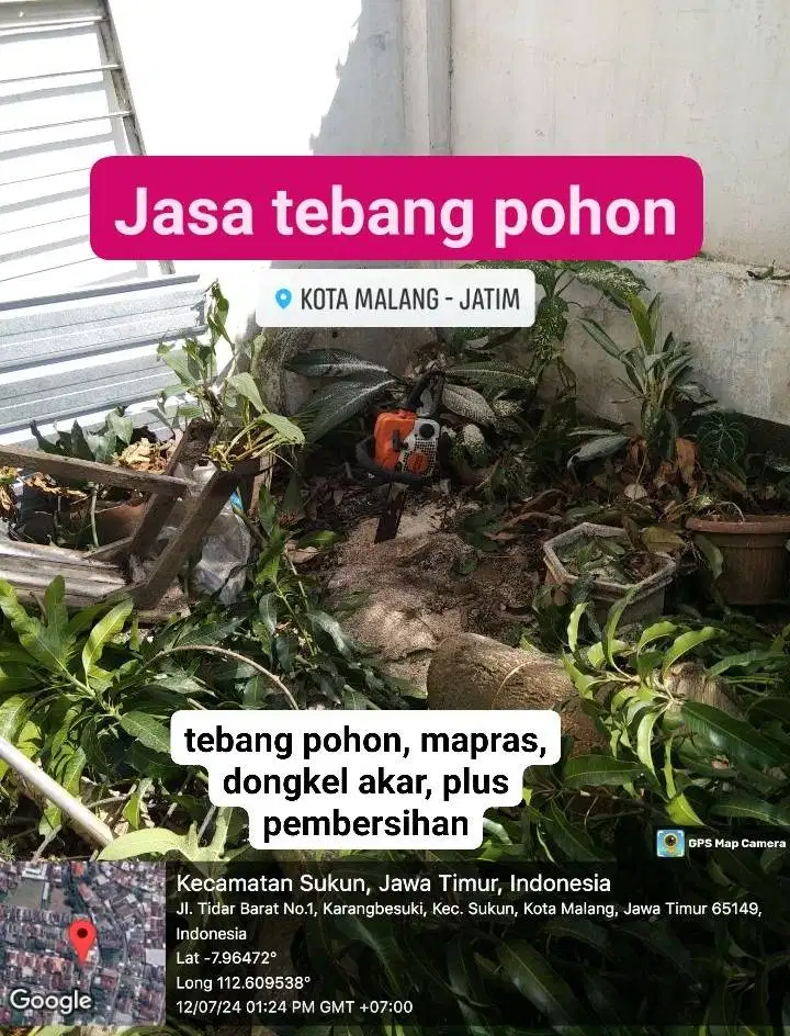 tebang pohon mangga