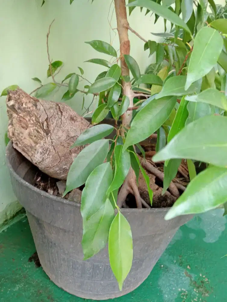 Pohon beringin liar mini