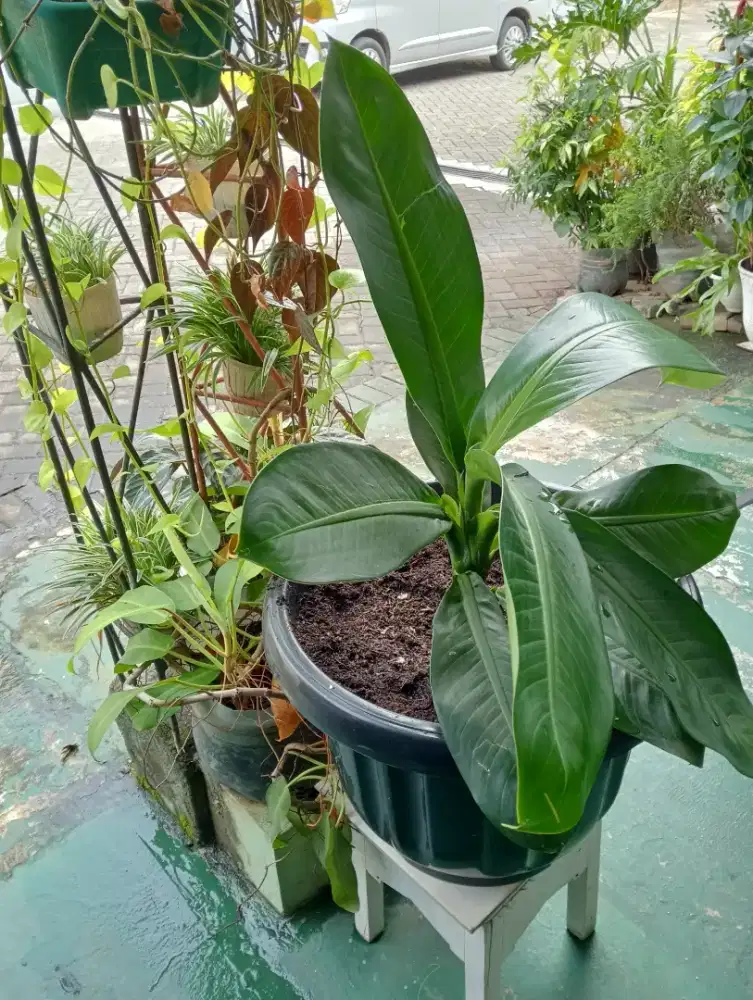 Tanaman unik berdaun tebal, aglonema suksom philodendrom daun bahagia