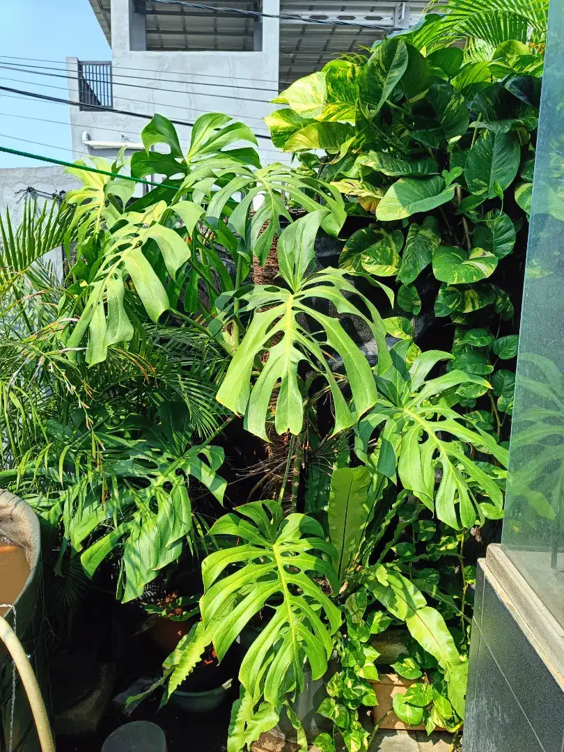 TANAMAN MONSTERA DELICIOSA JUMBO