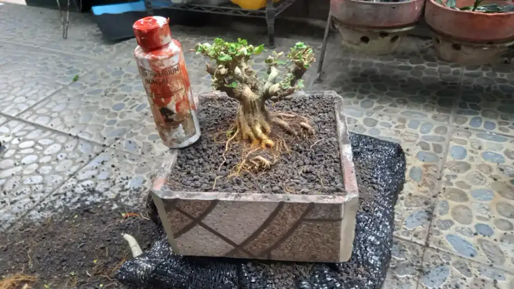 Bonsai sancang prospek top mame
