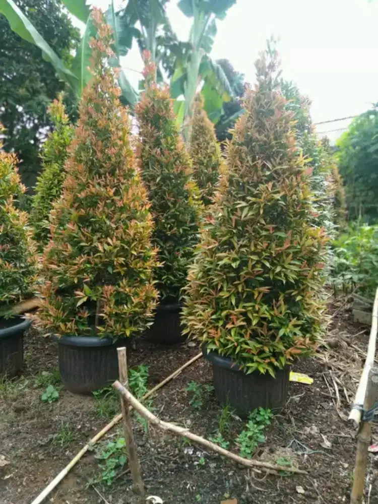 Pohon pucuk merah