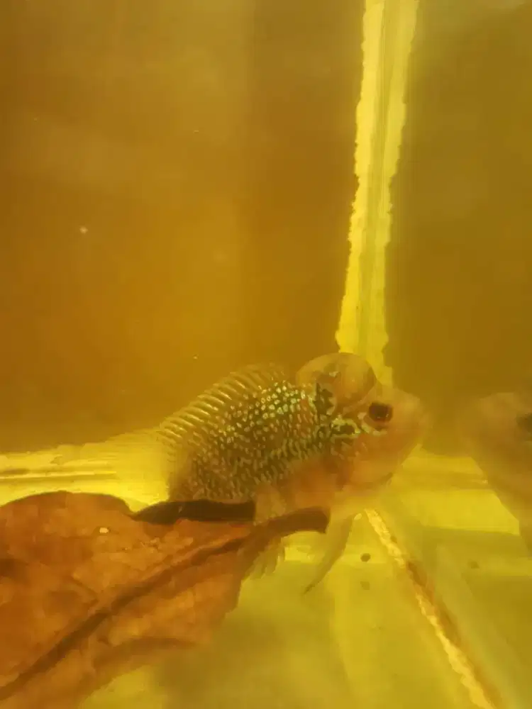 Louhan SRD Cilnong 3 Jari