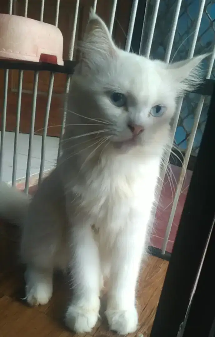 Jual cepat murah kucing persia full white bersih mata biru langka