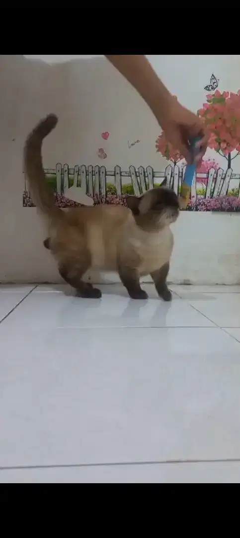 Kucing Munchkin Himalaya Pejantan jago kimpoy gemoy