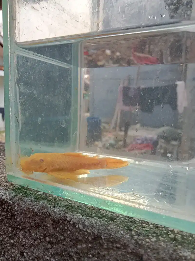 Ikan hias sapu sapu brosmouth albino