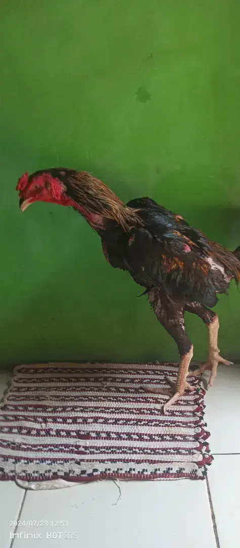 Ayam Bangkok Birma Umur11 Bulan