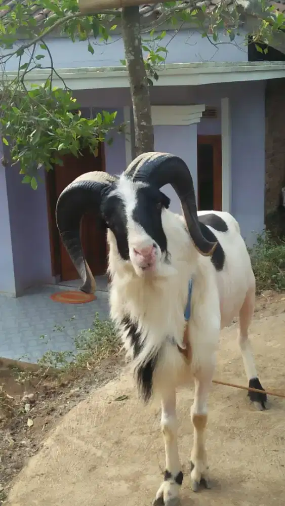 Domba Kambing Kurban dan Akikah