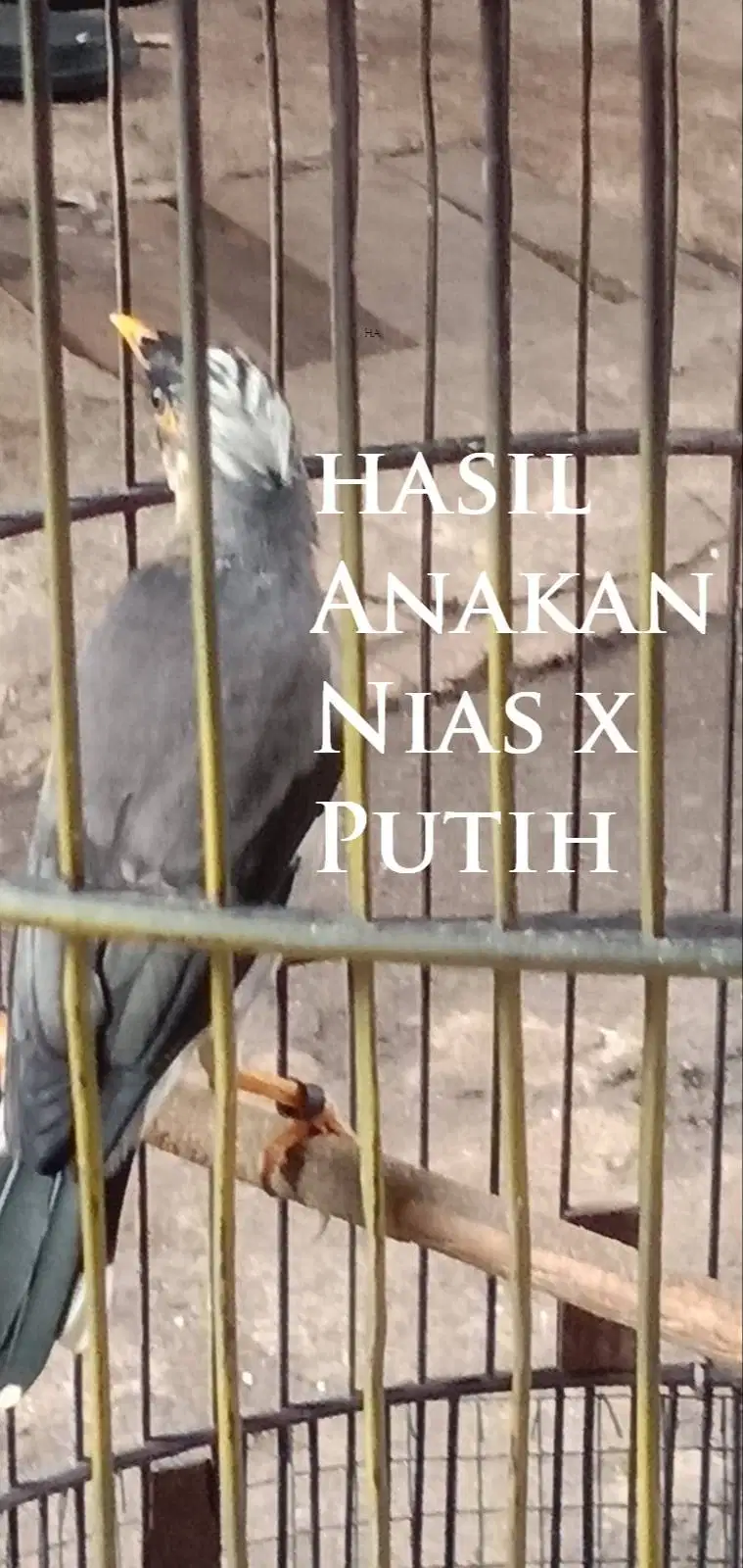 Jalak HYBRID  (HASIL nias x putih)