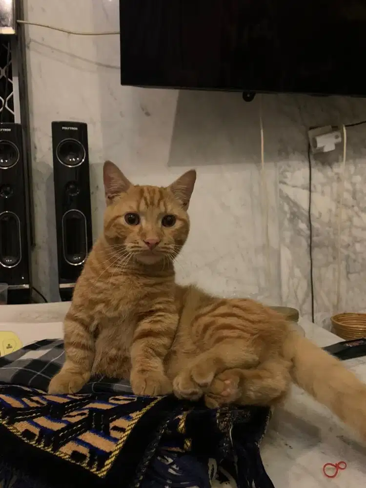 Kucing munchkin standar