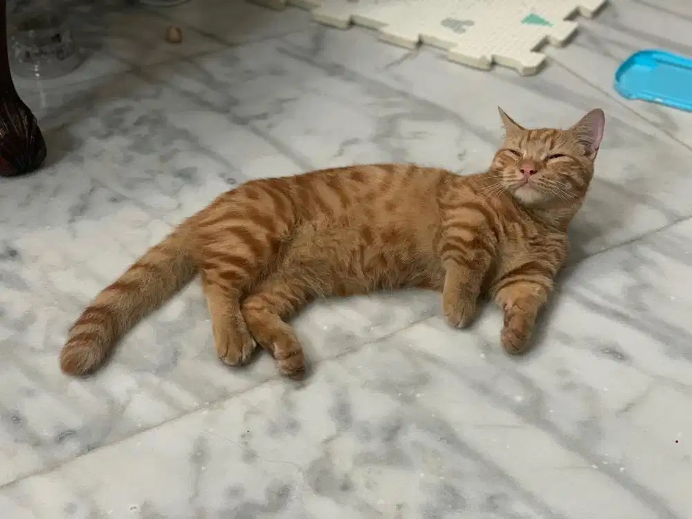 Kucing munchkin standar