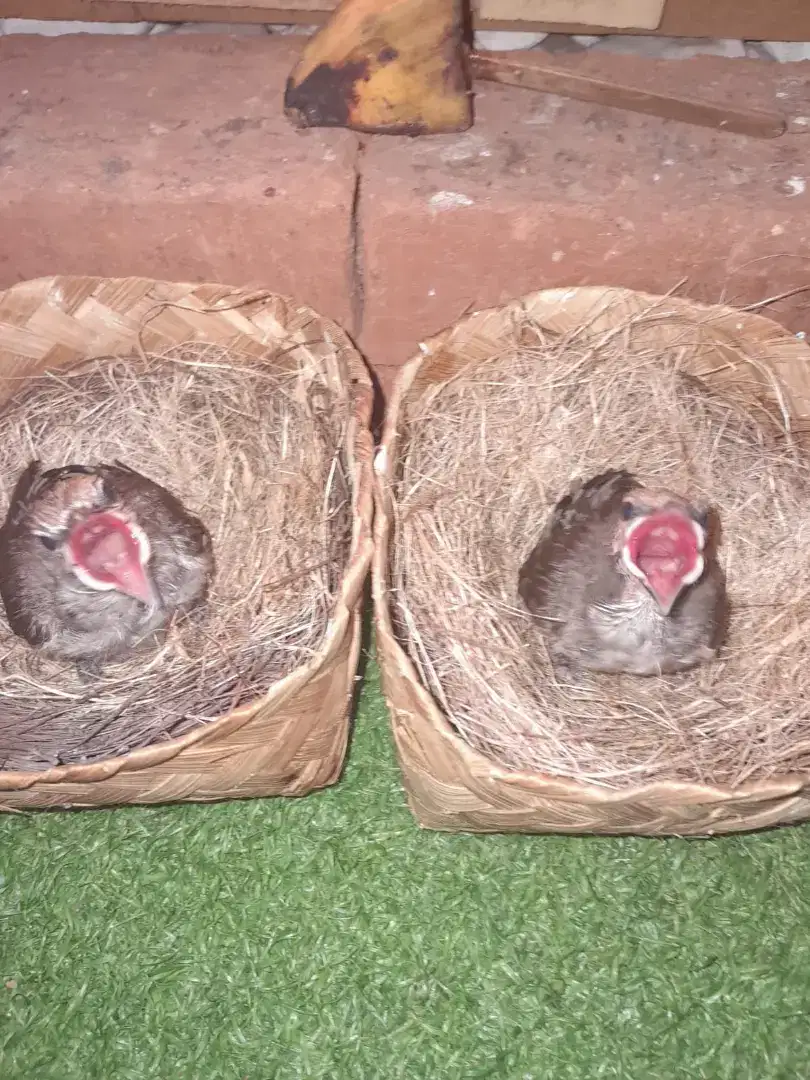 Burung cucak rowo sumatra anakan