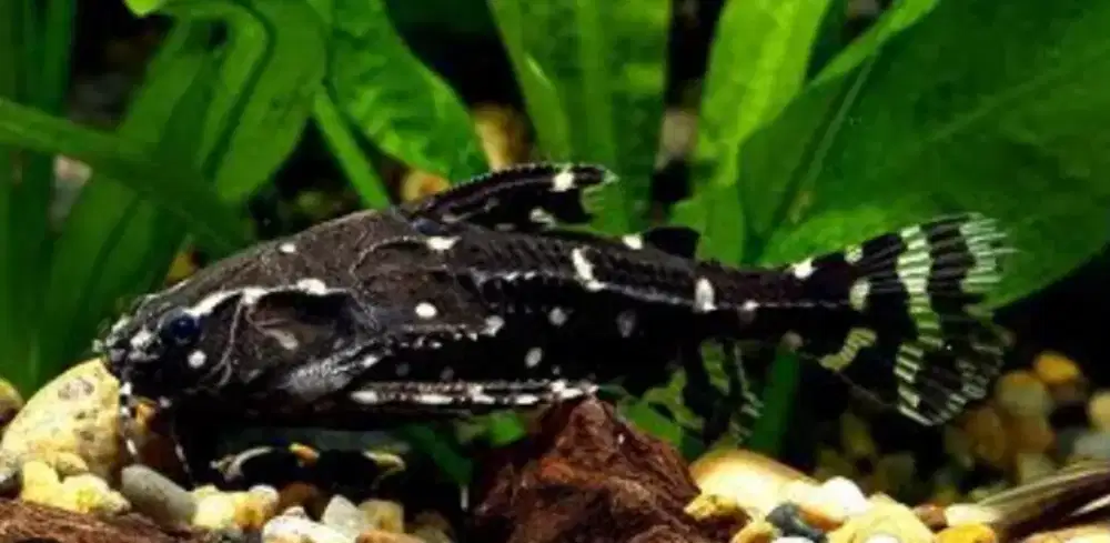 Ikan Agamyxis UK 9-10