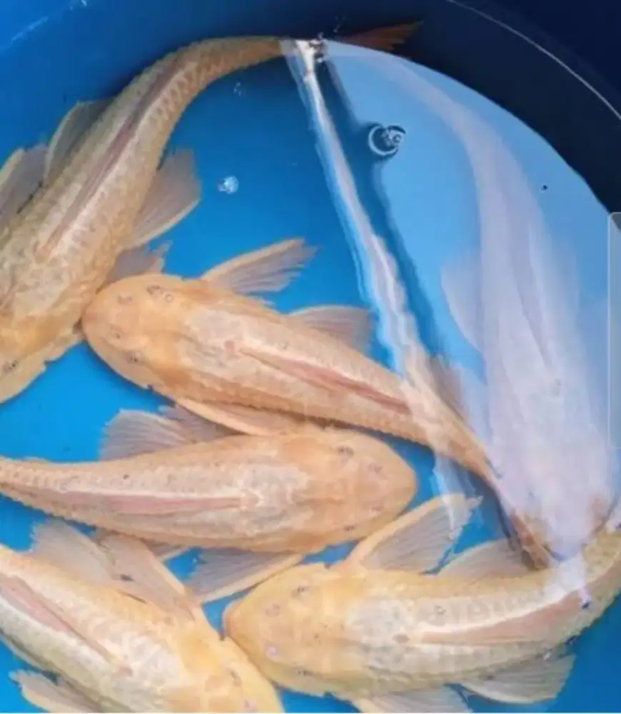 Ikan sapu2 albino tanggung