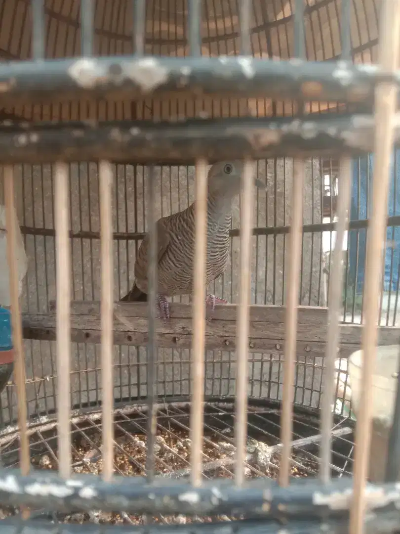 Burung perkutut mojopahit Majapahit